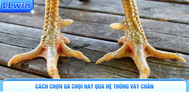 Cách chọn gà chọi hay qua hệ thống vảy chân